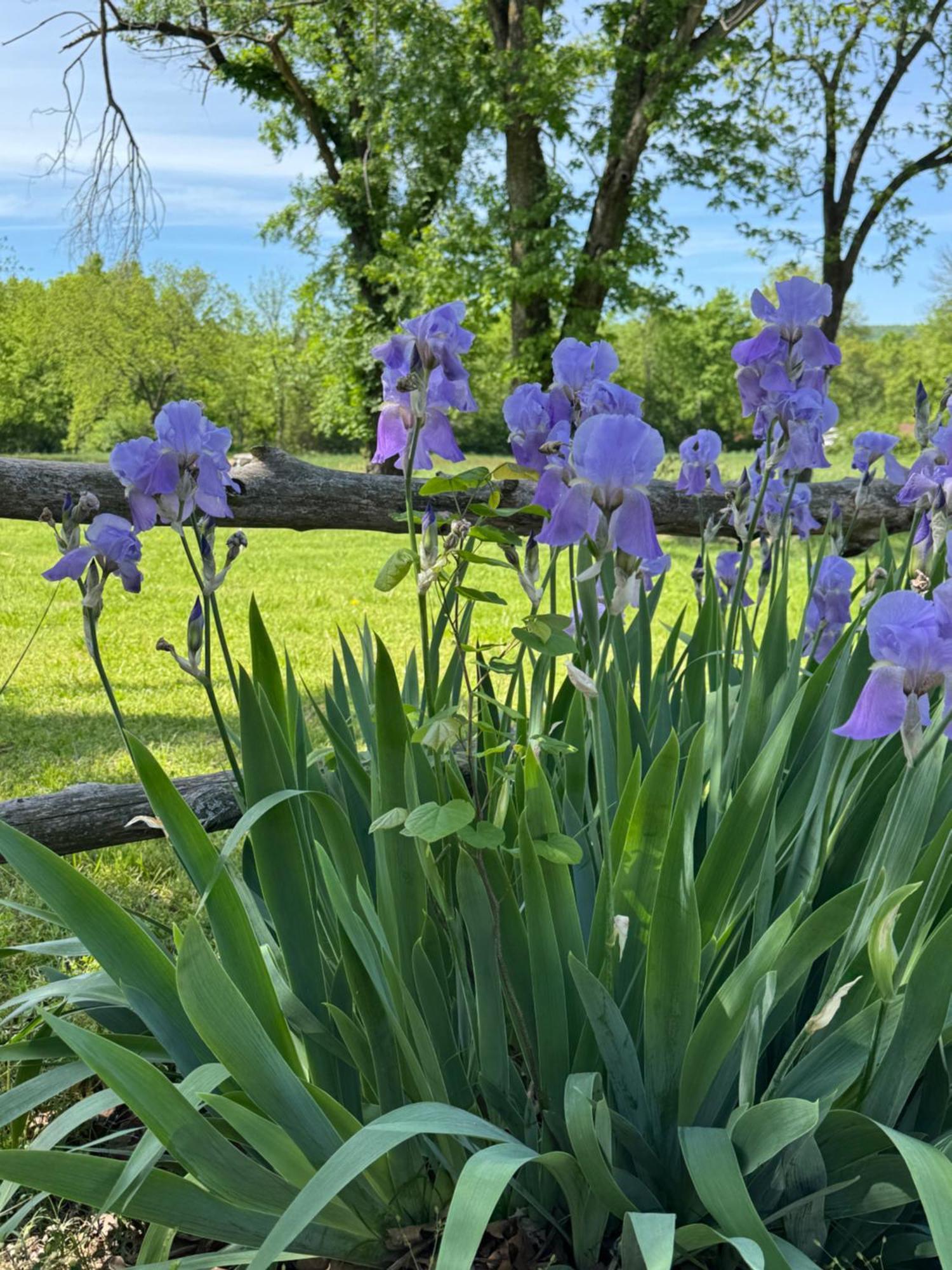 Ozark Country Inn Mountain View Kültér fotó